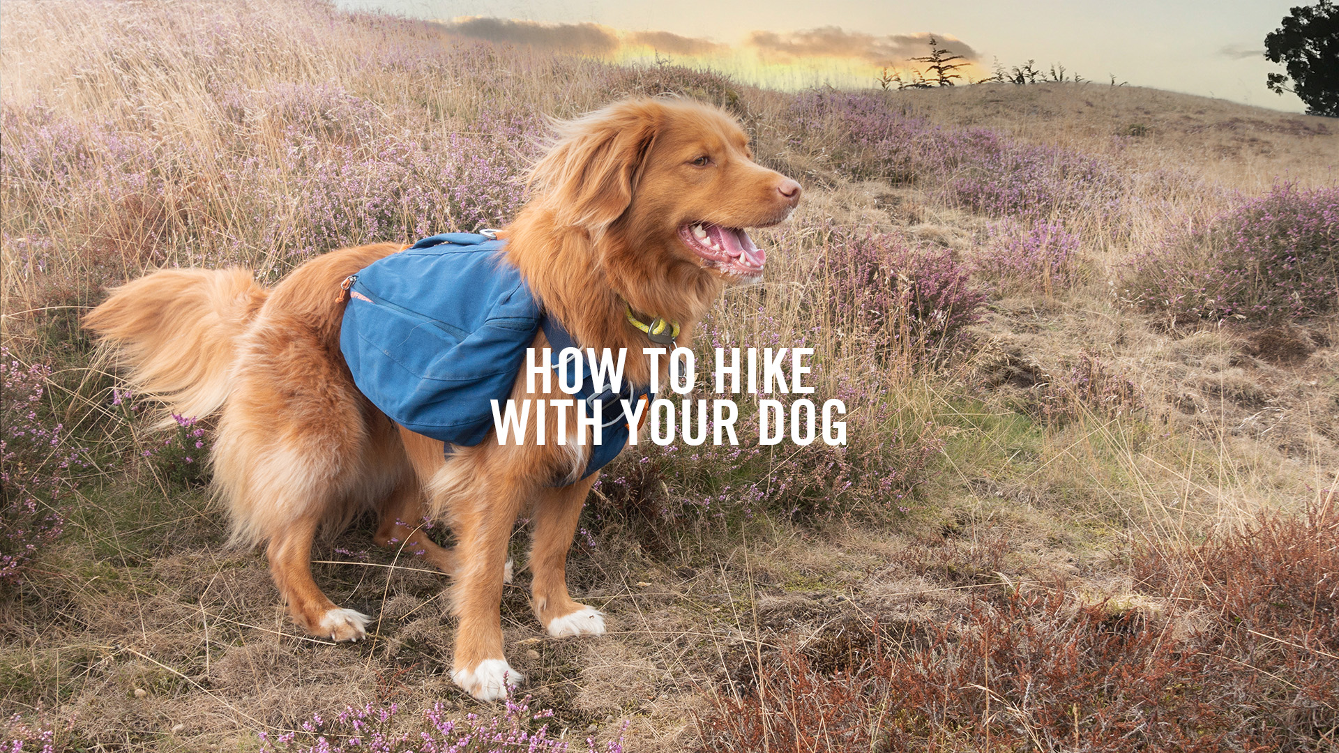 How To Hike With Your Dog