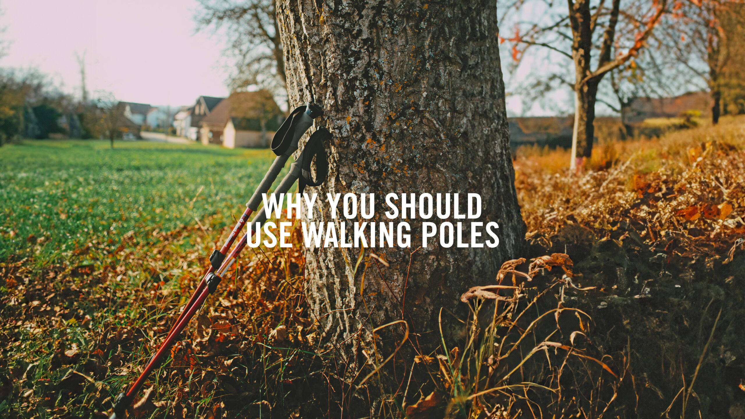 Why You Should Use Walking Poles
