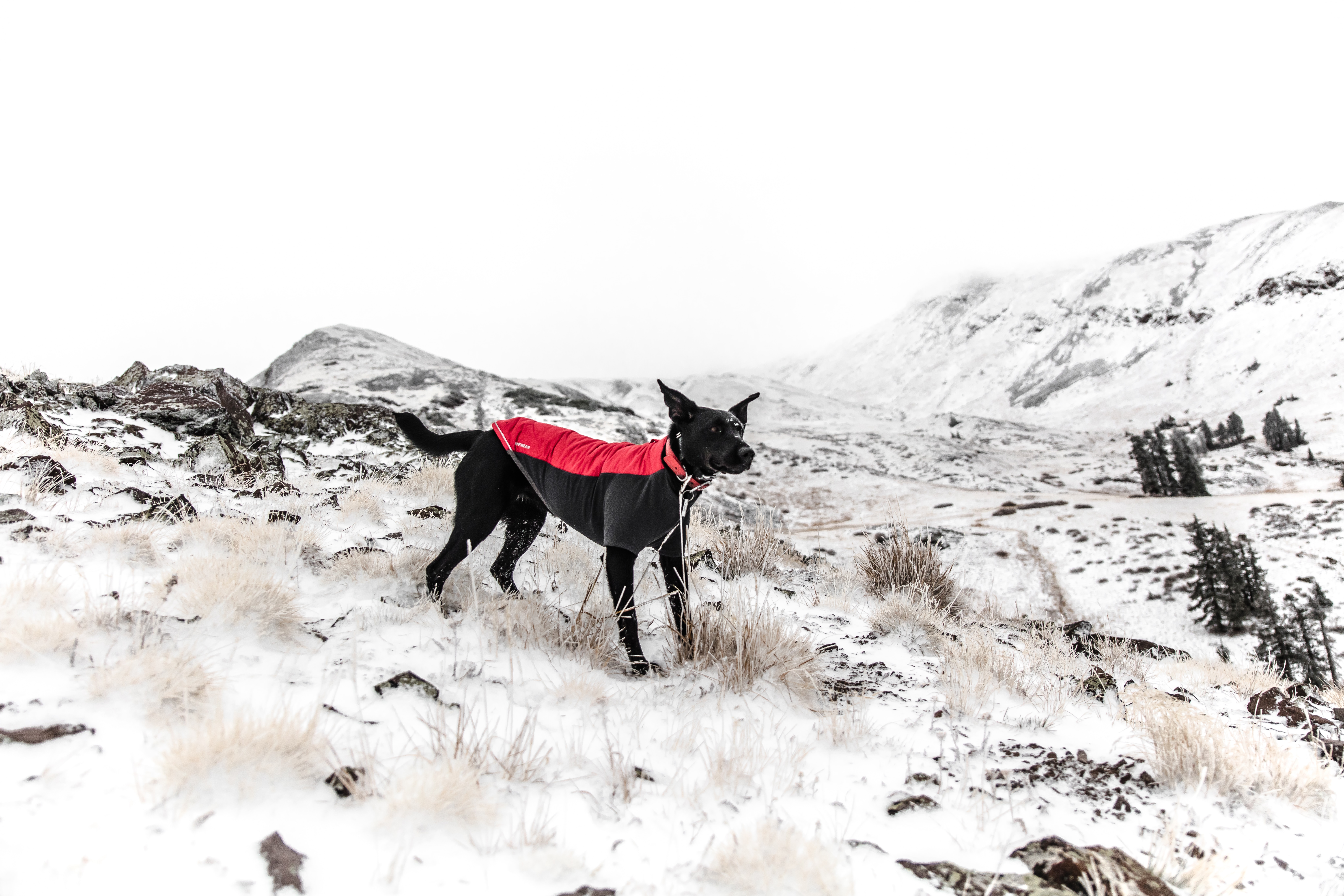 how to hike with your dog winter