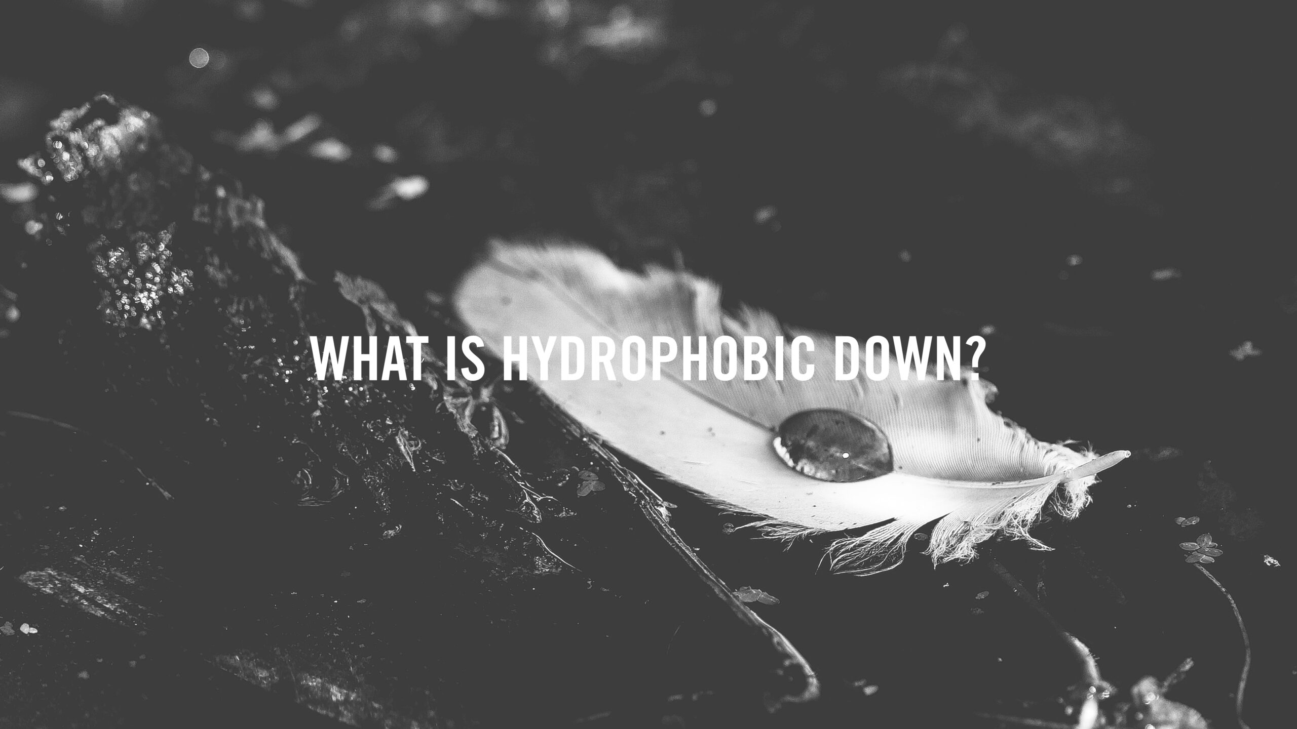 What is Hydrophobic Down?