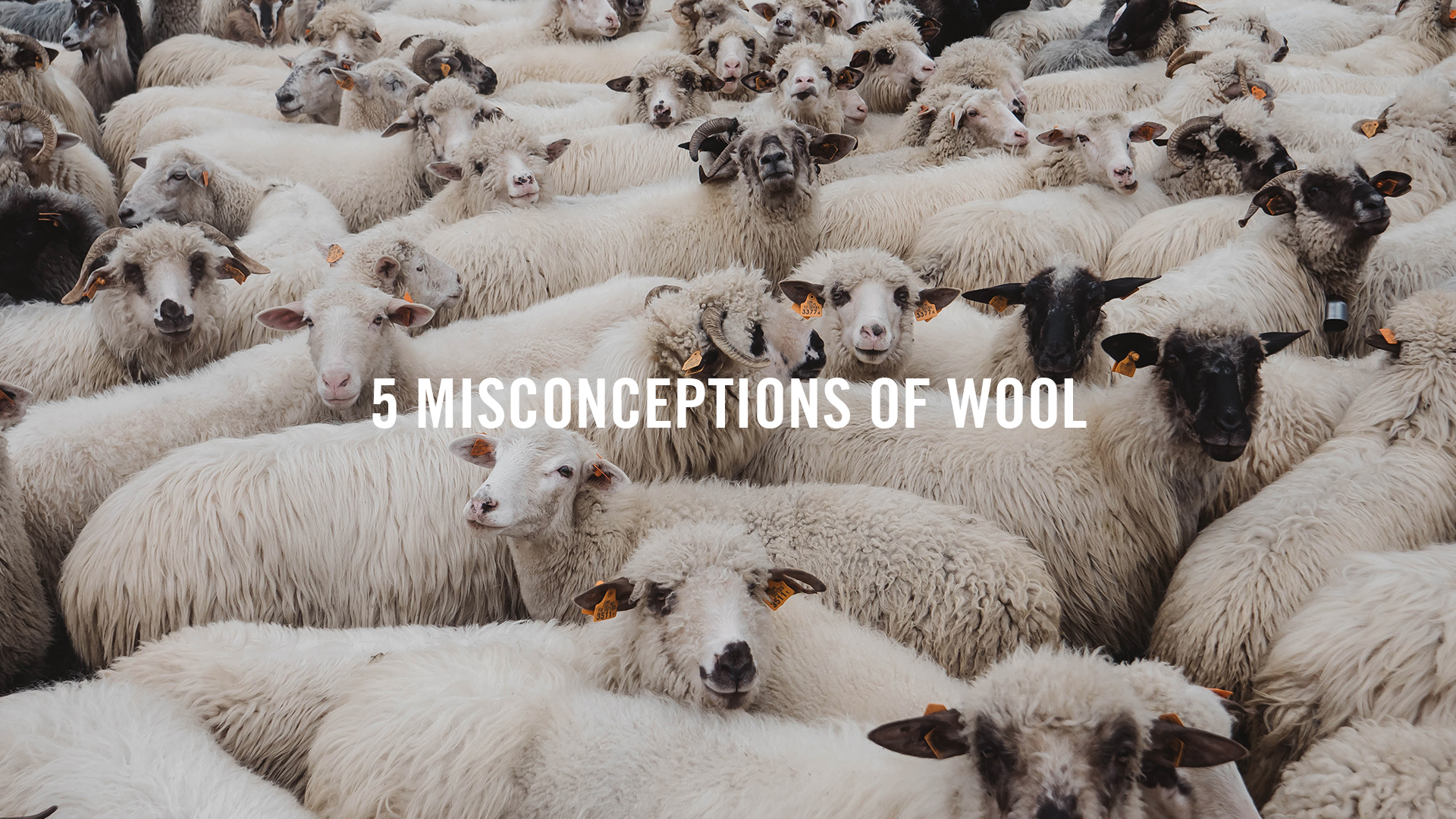 5 Misconceptions of Wool