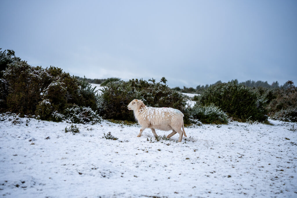 Trail Running and Fast Hiking Through Winter: merino wool
