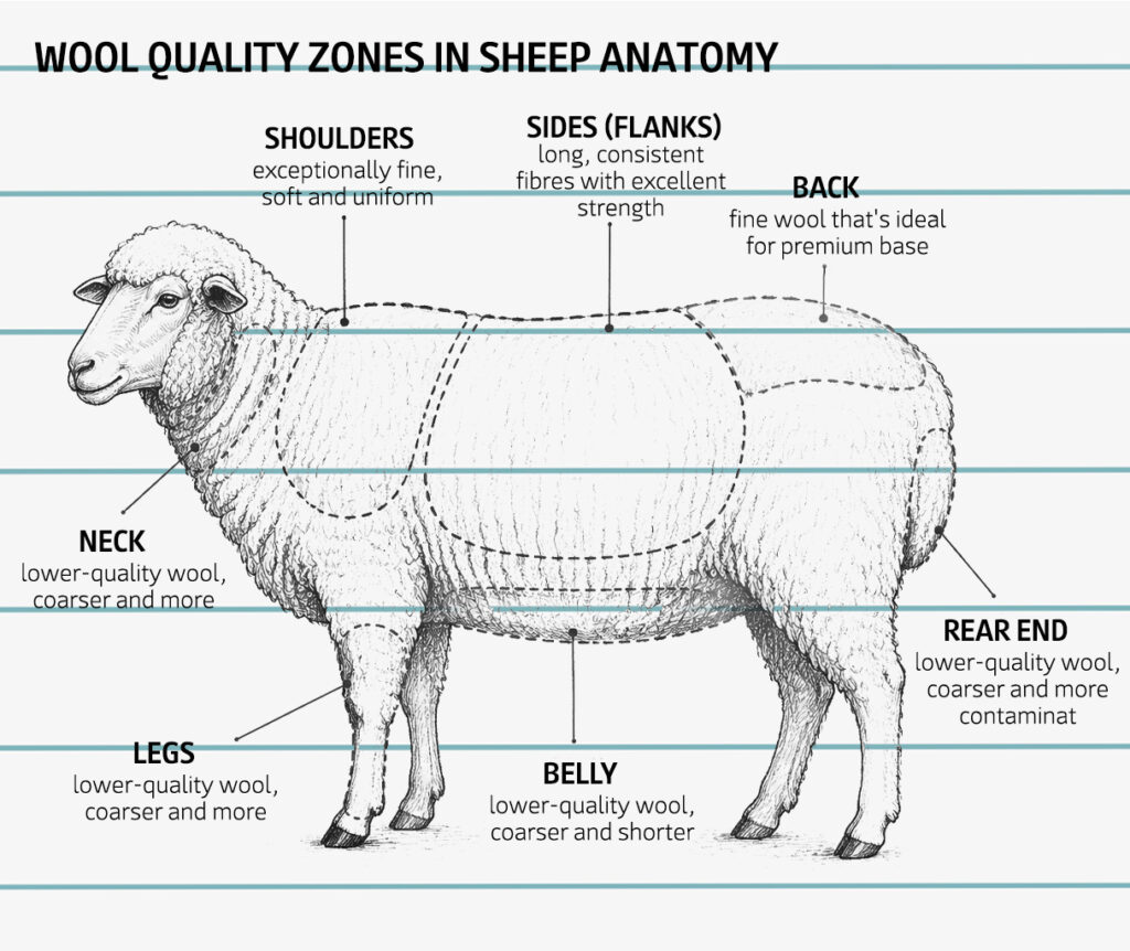 wool quality zones in sheep anatomy infographic