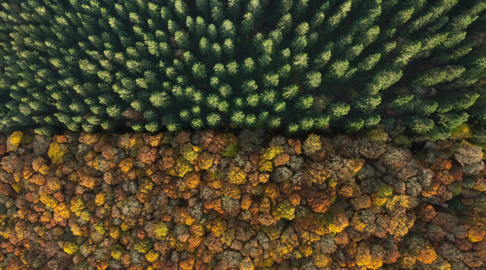 Care and Repair background