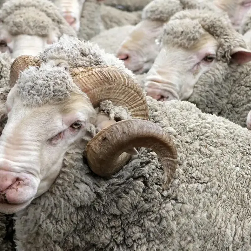 Fjallraven responsibility and wool sourcing