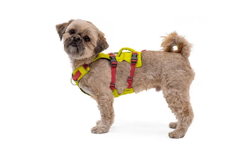 Ruffwear Flagline Dog Harness Lichen Green-6