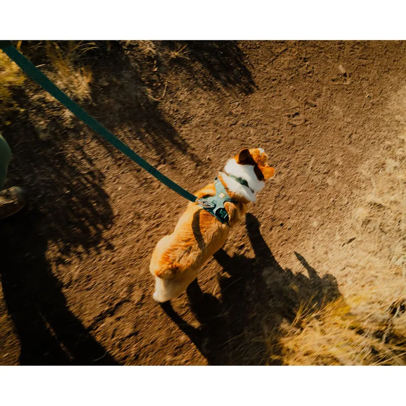 Ruffwear Front Range Flex Collar Deep Teal-4