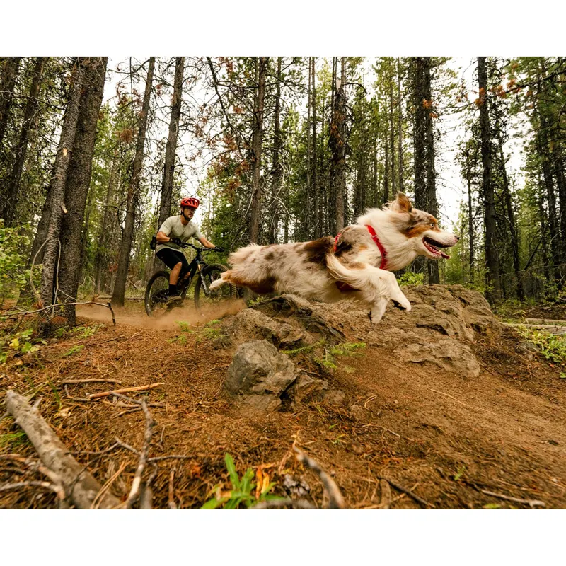 Ruffwear Front Range Flex Collar Rose Violet-5