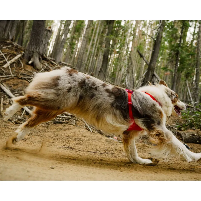 Ruffwear Front Range Flex Collar Rose Violet-4