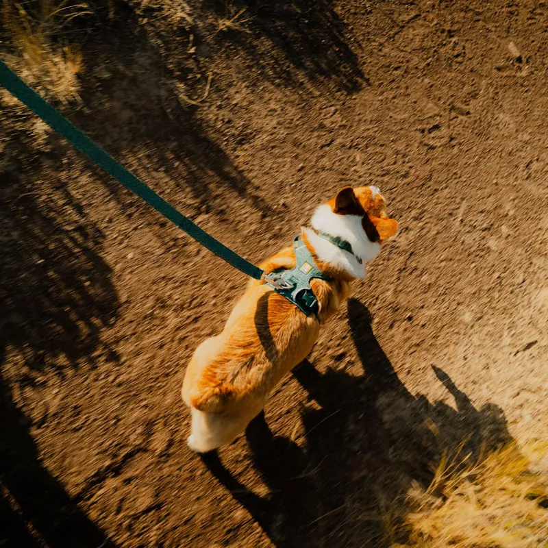 Ruffwear Front Range Flex Collar Rose Violet-6