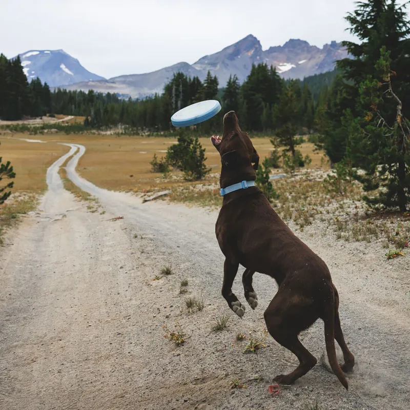 Ruffwear Camp Flyer Dog Toy Polar Blue-6