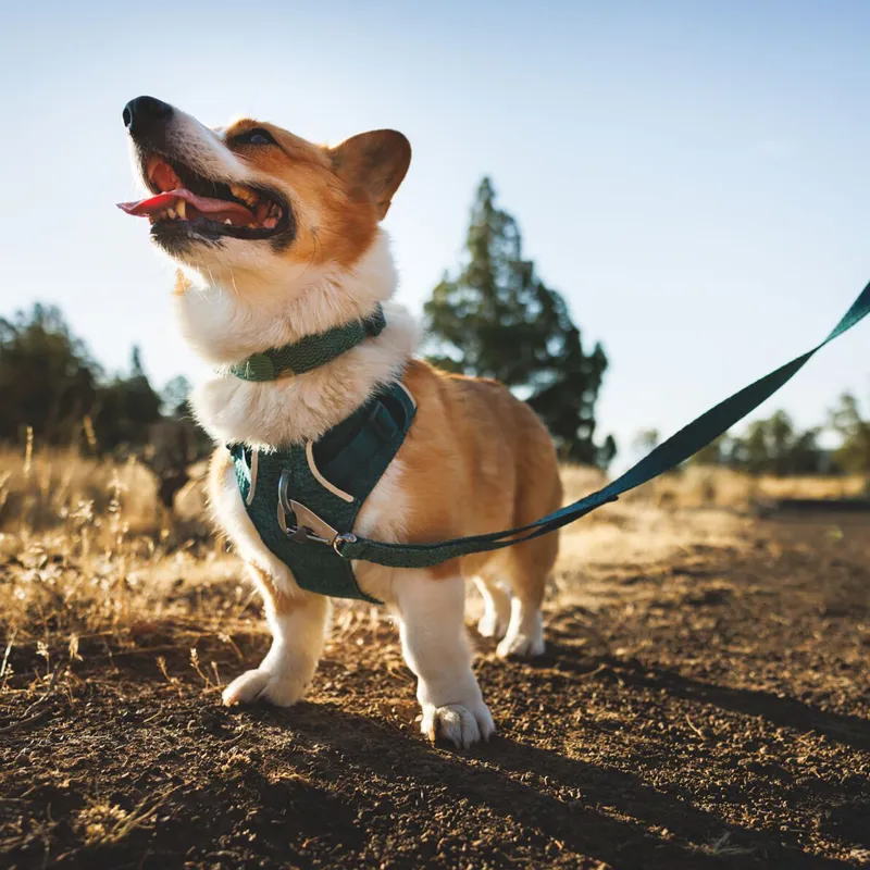 Ruffwear Front Range Flex Harness Basalt Gray-7