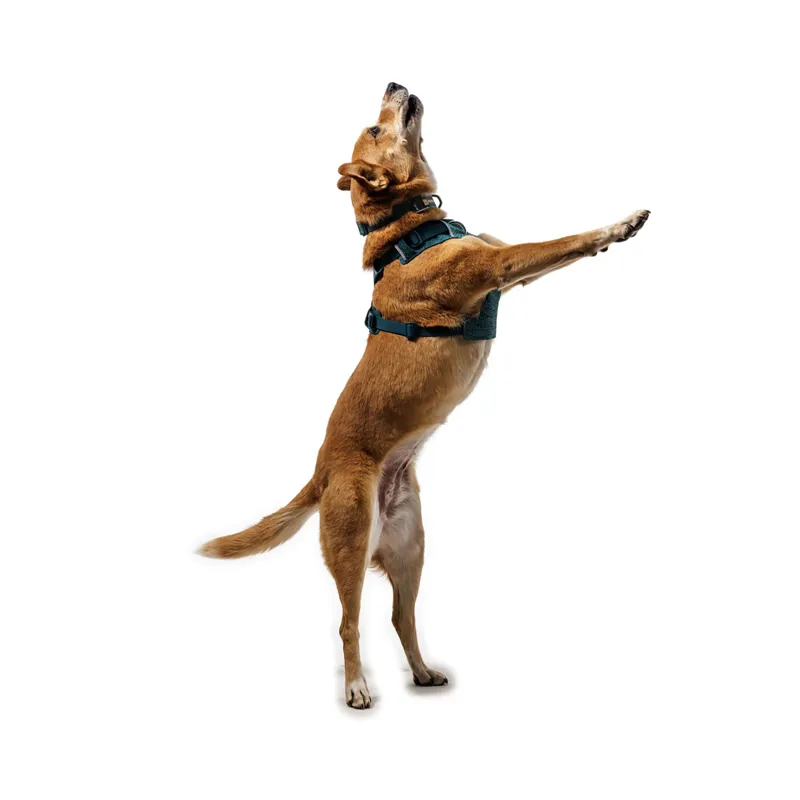 Ruffwear Front Range Flex Harness Deep Teal-6