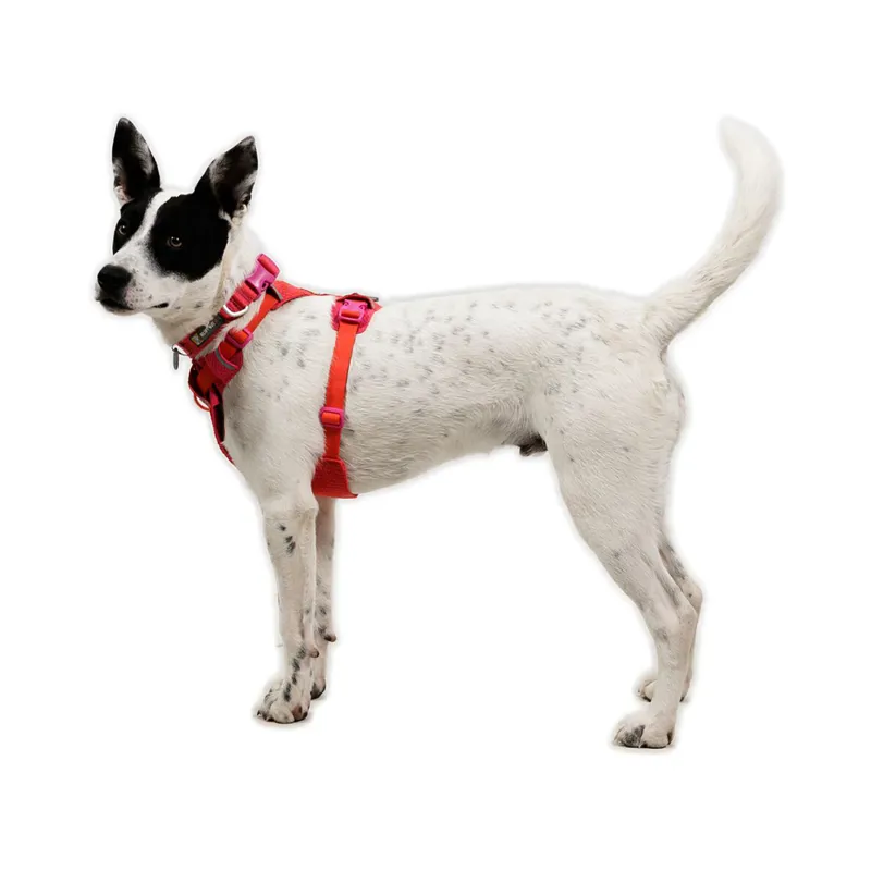 Ruffwear Front Range Flex Harness Rose Violet-5