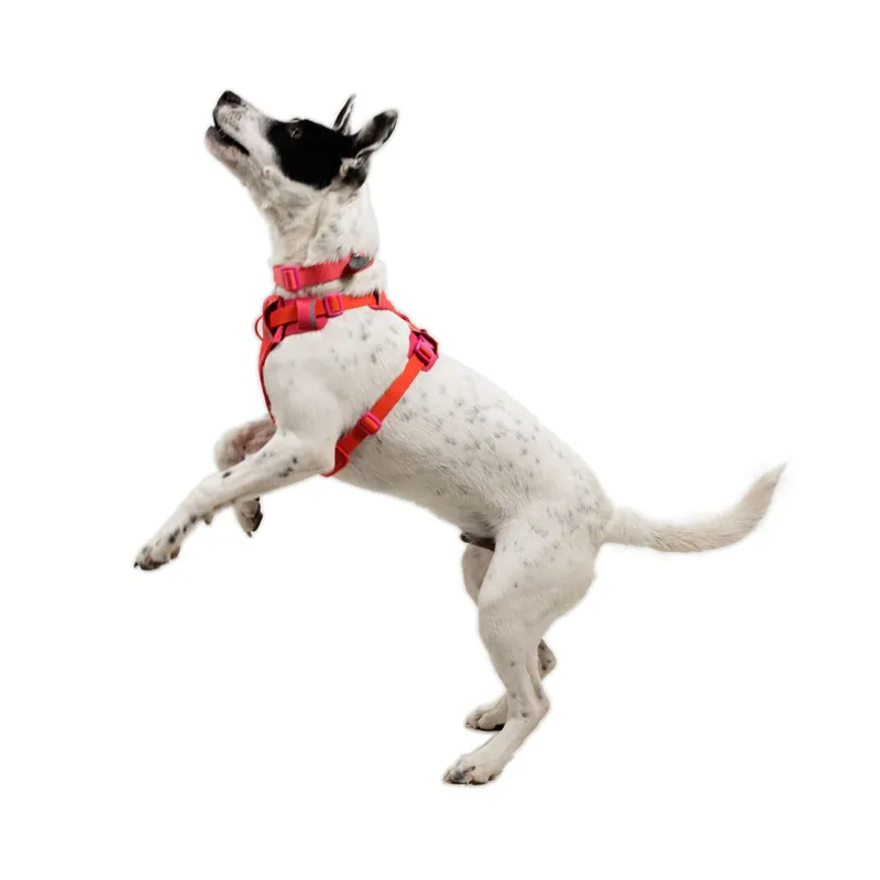 Ruffwear Front Range Flex Harness Rose Violet-6