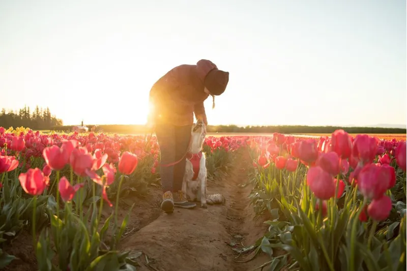 Ruffwear Front Range Dog Harness Hibiscus Pink-7