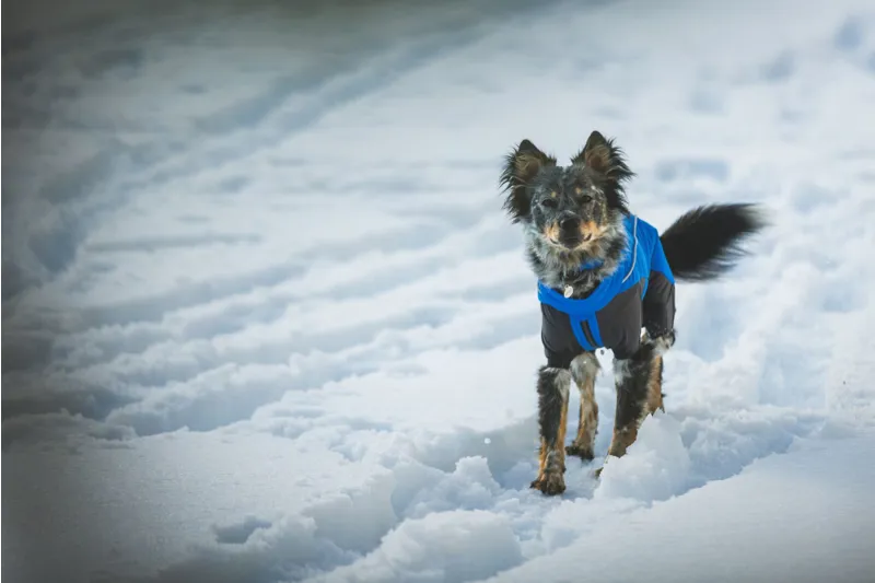 Ruffwear Vert Coverall Blue Pool-11