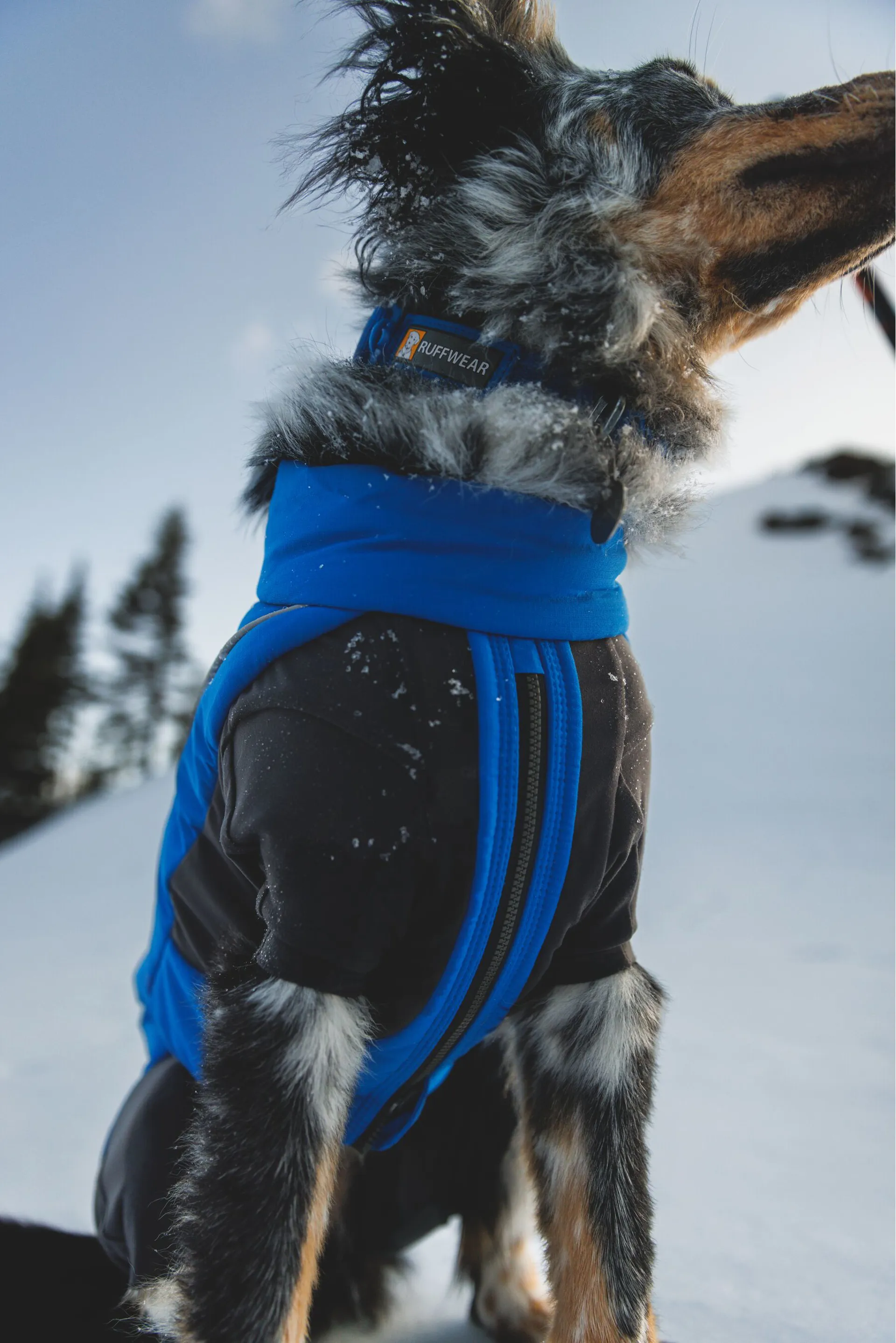 Ruffwear Vert Coverall Blue Pool