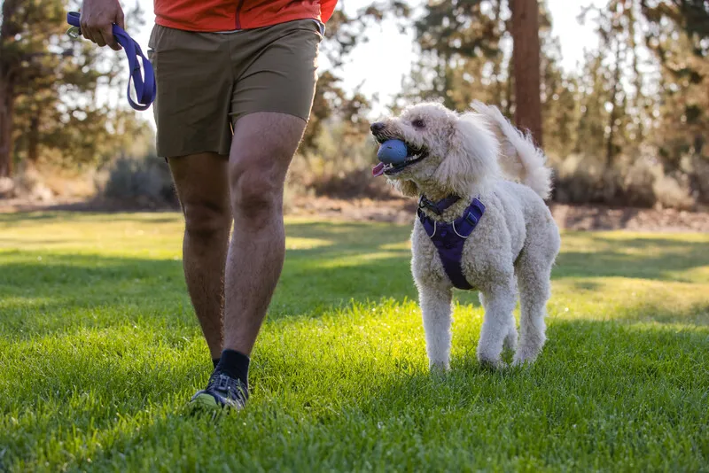 Ruffwear Front Range Dog Harness Purple Sage-7